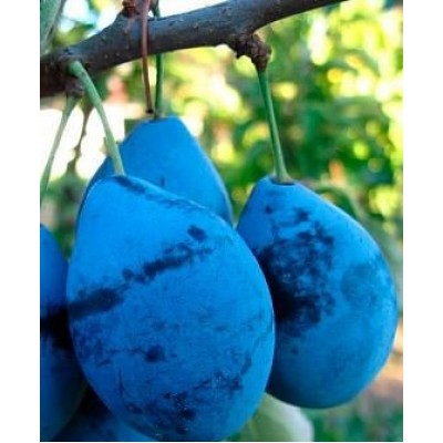 Саженец сливы "Дофи Сандра" Саженец сливы "Дофи Сандра"